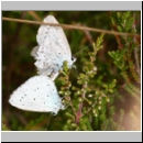 Celastrina argiolus - Faulbaumblaeuling 06b.jpg